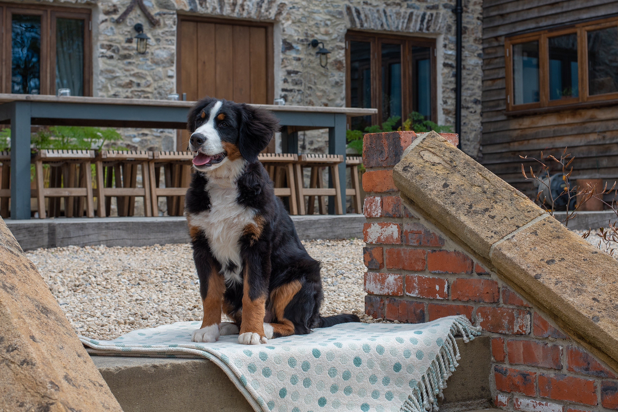 'Dog Friendly Holiday ' - Large Group Accommodation Holiday Ideas