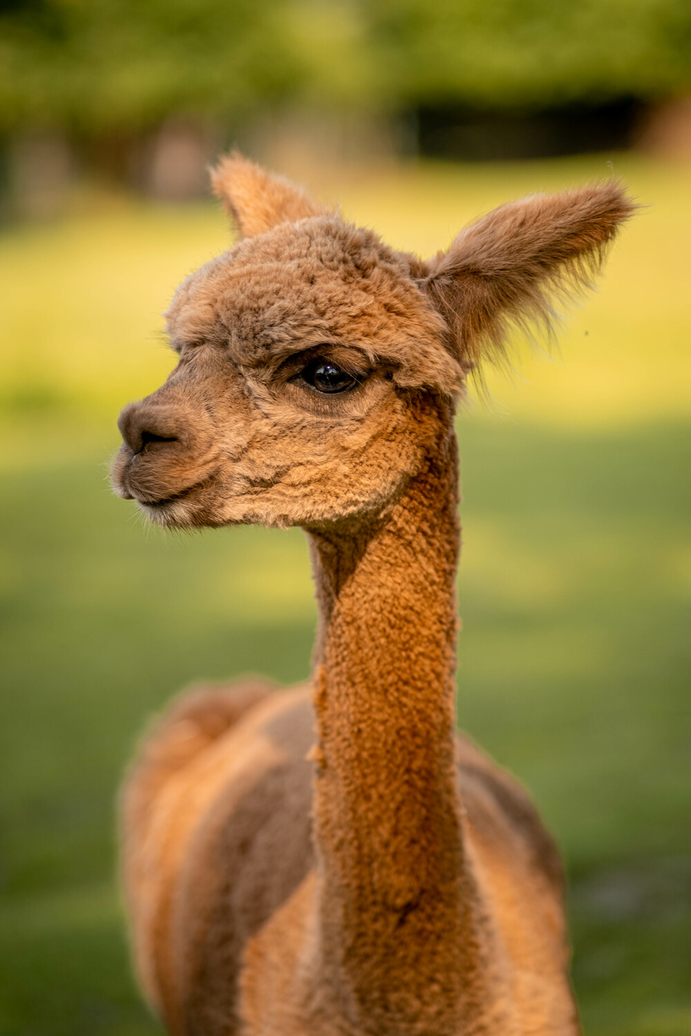 Bearhouse Alpacas Sidbury