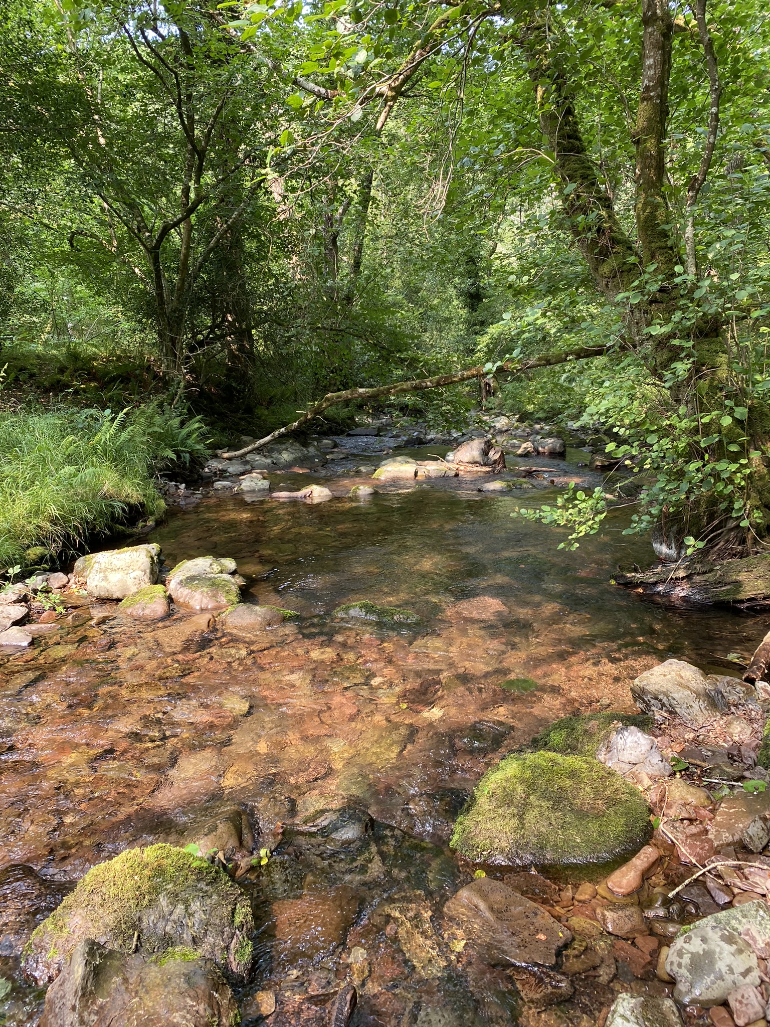 Discover Horner Wood on Exmoor
