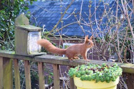 Red squirrel garden visitor