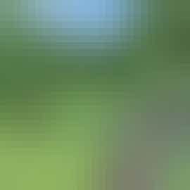 Lovely Greenery Lovely Greenery