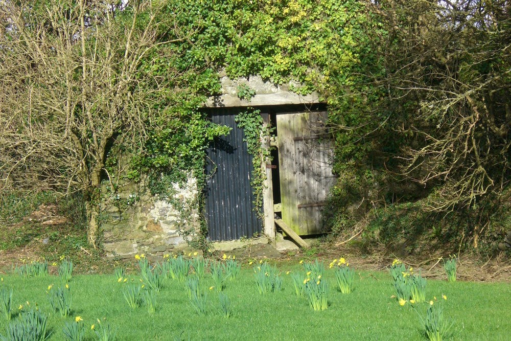Daffodils at Bodfan, Anglesey