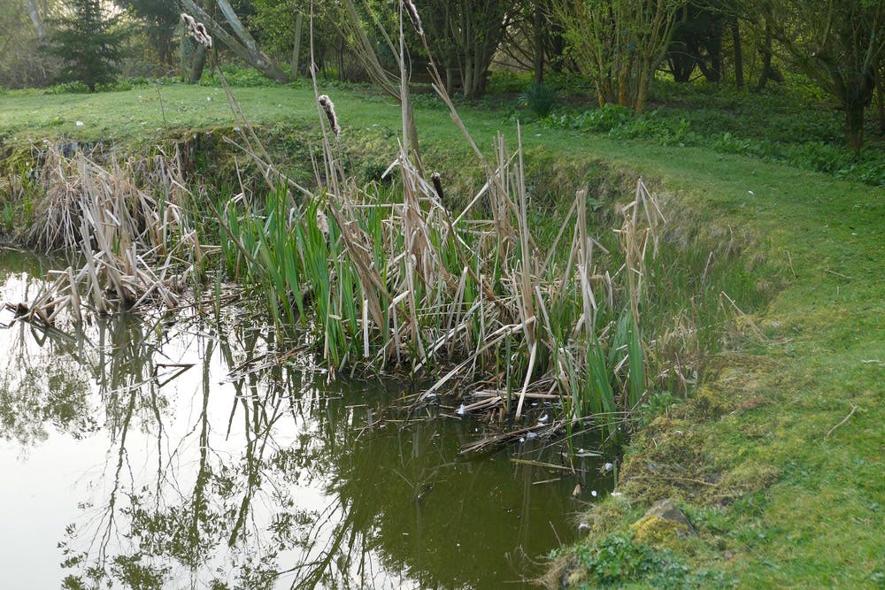 Bullrushes in the pond at Bodfan