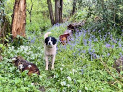 The Cottage Beyond: Pepsi walking through the bluebell woods 