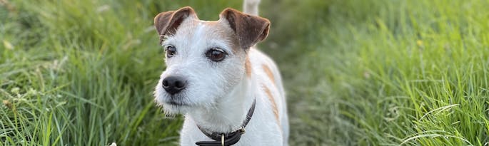 Dog Friendly Cottages For Summer 2023