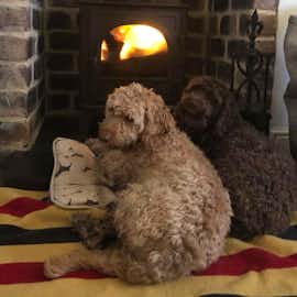Dogs love our log burners  Dogs love our log burners