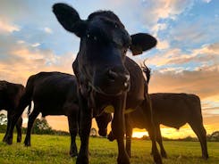 Meet our friendly cattle as you explore our organic, regenerative farm 
