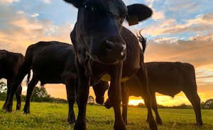 Meet our friendly cattle as you explore our organic, regenerative farm 