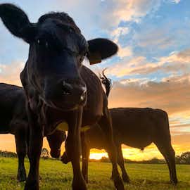 Meet our friendly cattle as you explore our organic, regenerative farm  Meet our friendly cattle as you explore our organic, regenerative farm