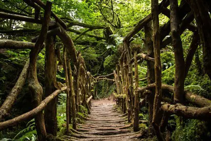 a bridge in puzzlewood