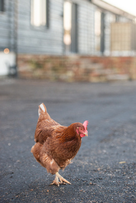 Free range chicken at Langley Farm