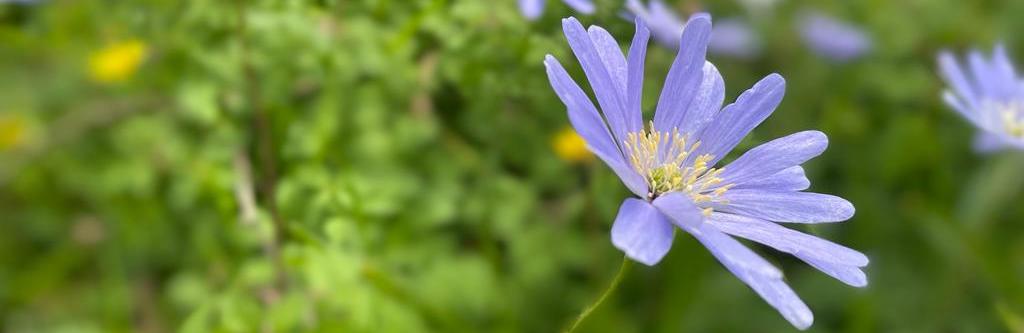 Holiday Cottages For May 2023