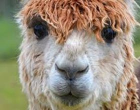 West Wight Alpacas & Llamas