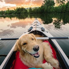 a dog in a canoe