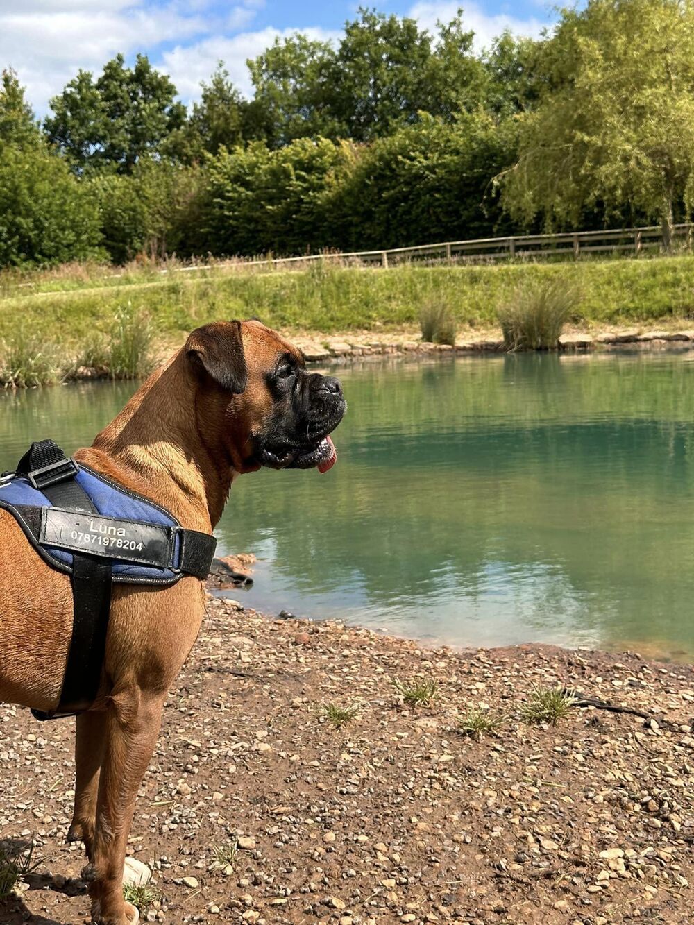 dog looking at pond