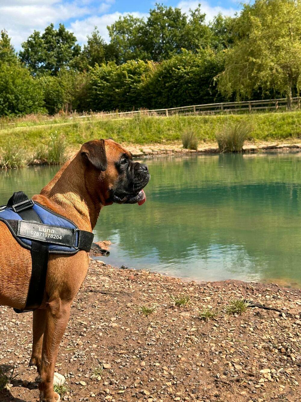 dog looking at pond