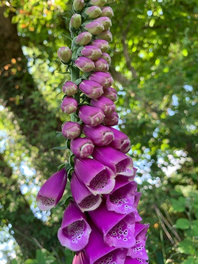 pink foxglove