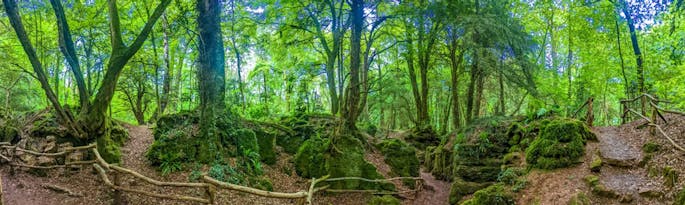 Talk about the Forest Of Dean...