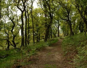 Parkhurst Forest