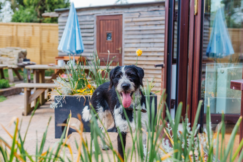 Happy dog in White Post Cottages garden