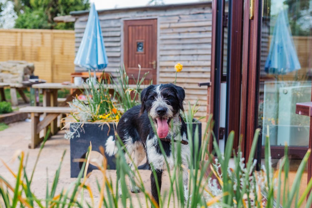 Happy dog in White Post Cottages garden