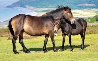 'Horse Riding Holiday' - Holiday Ideas