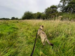 Gracie exploring the fields (has to be on lead or she chases the rabbits!)