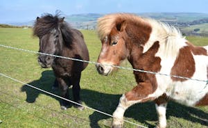  Our Shetland ponies
