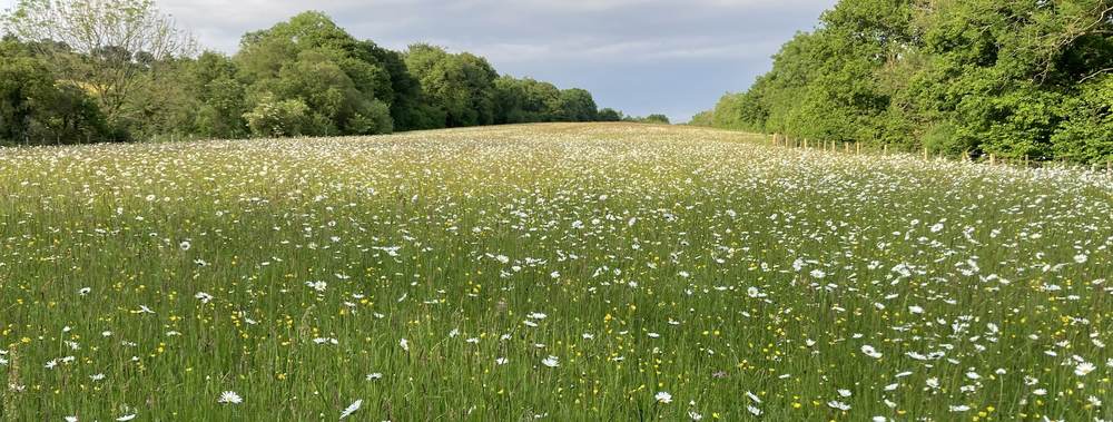 Meadow at Hurstone