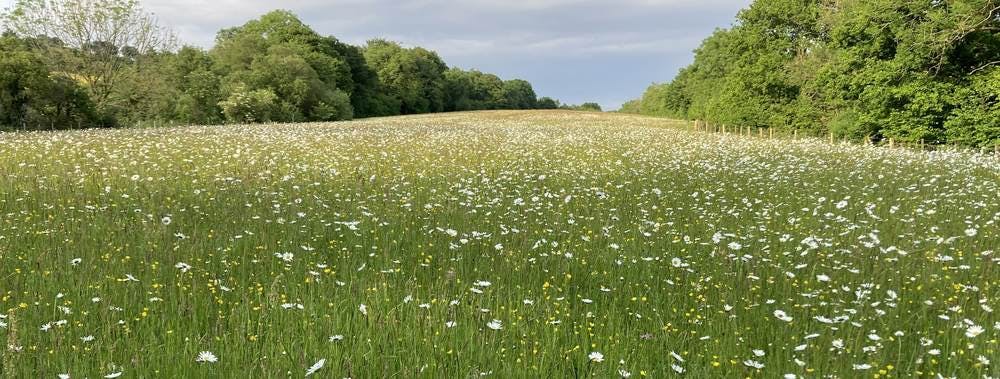 Meadow at Hurstone