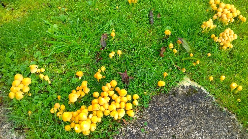 Fungi at Bodfan, Anglesey