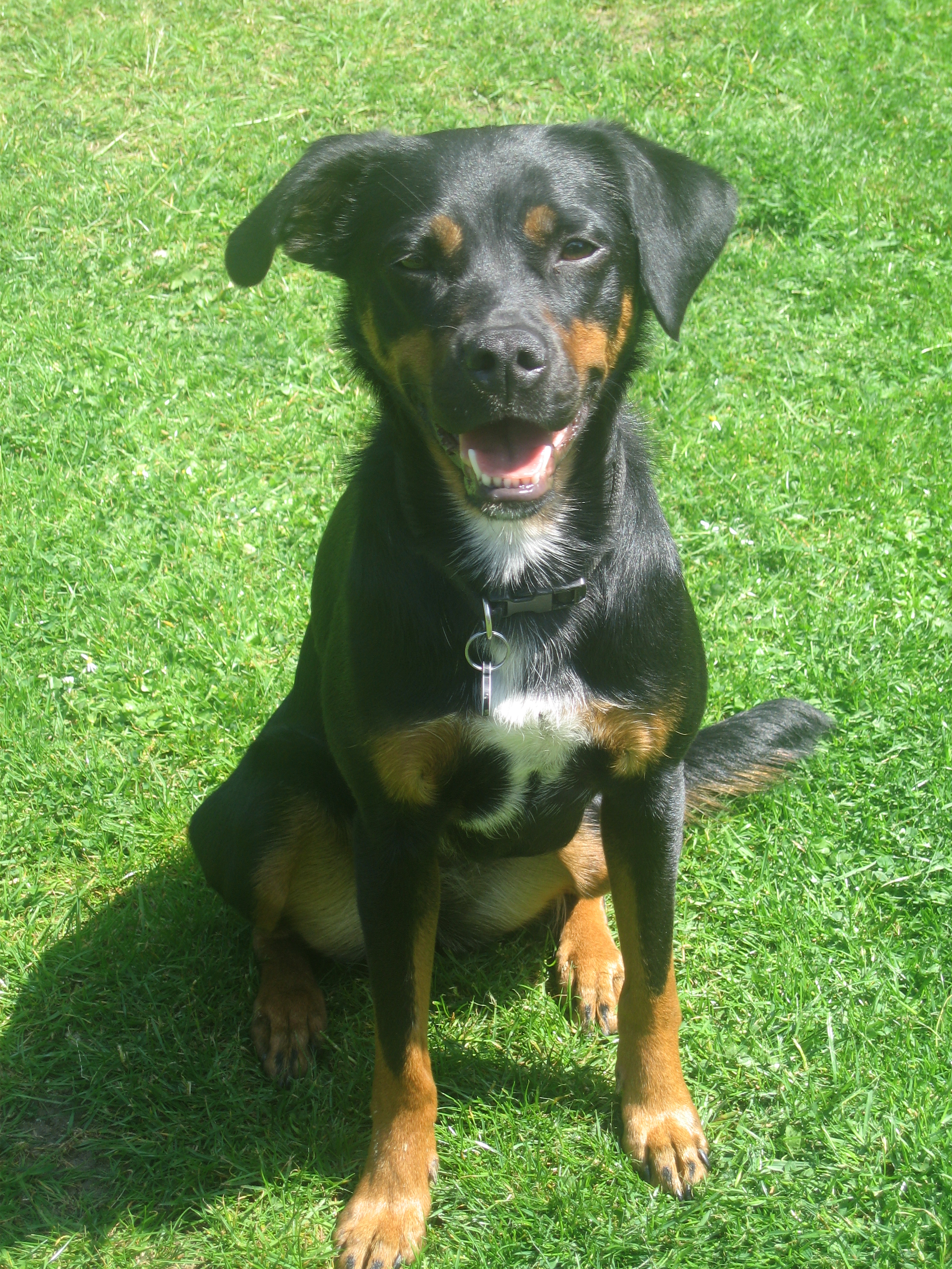 'Dogs welcome' - Holiday Ideas