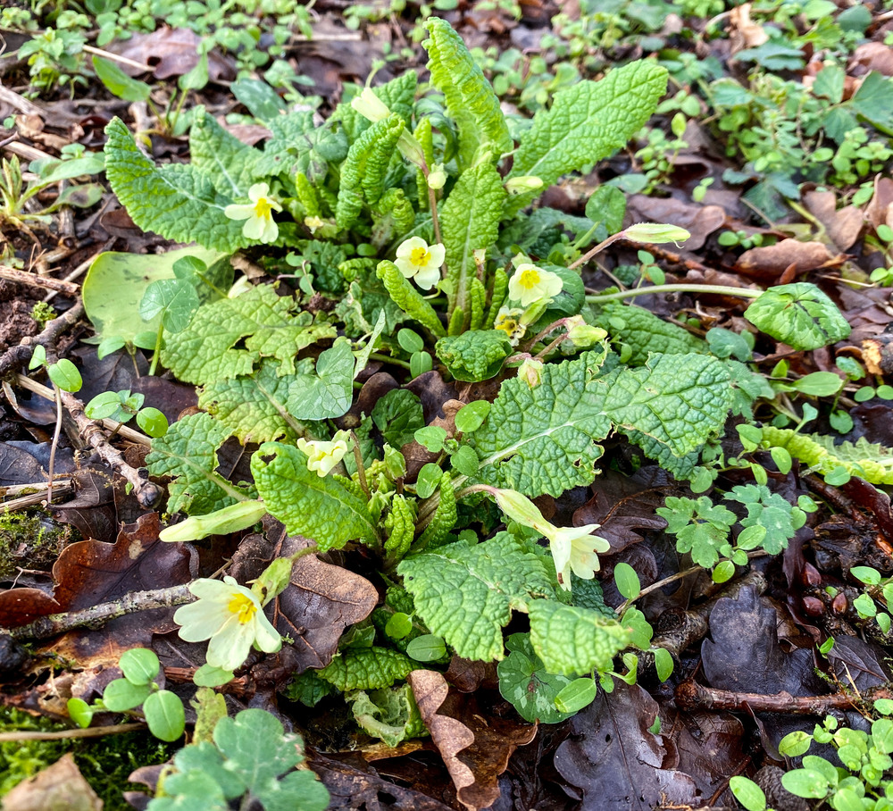 Beautiful spring primrose