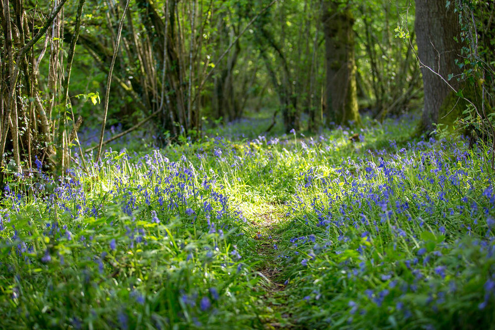 Bluebell Woodlands Dog Walk