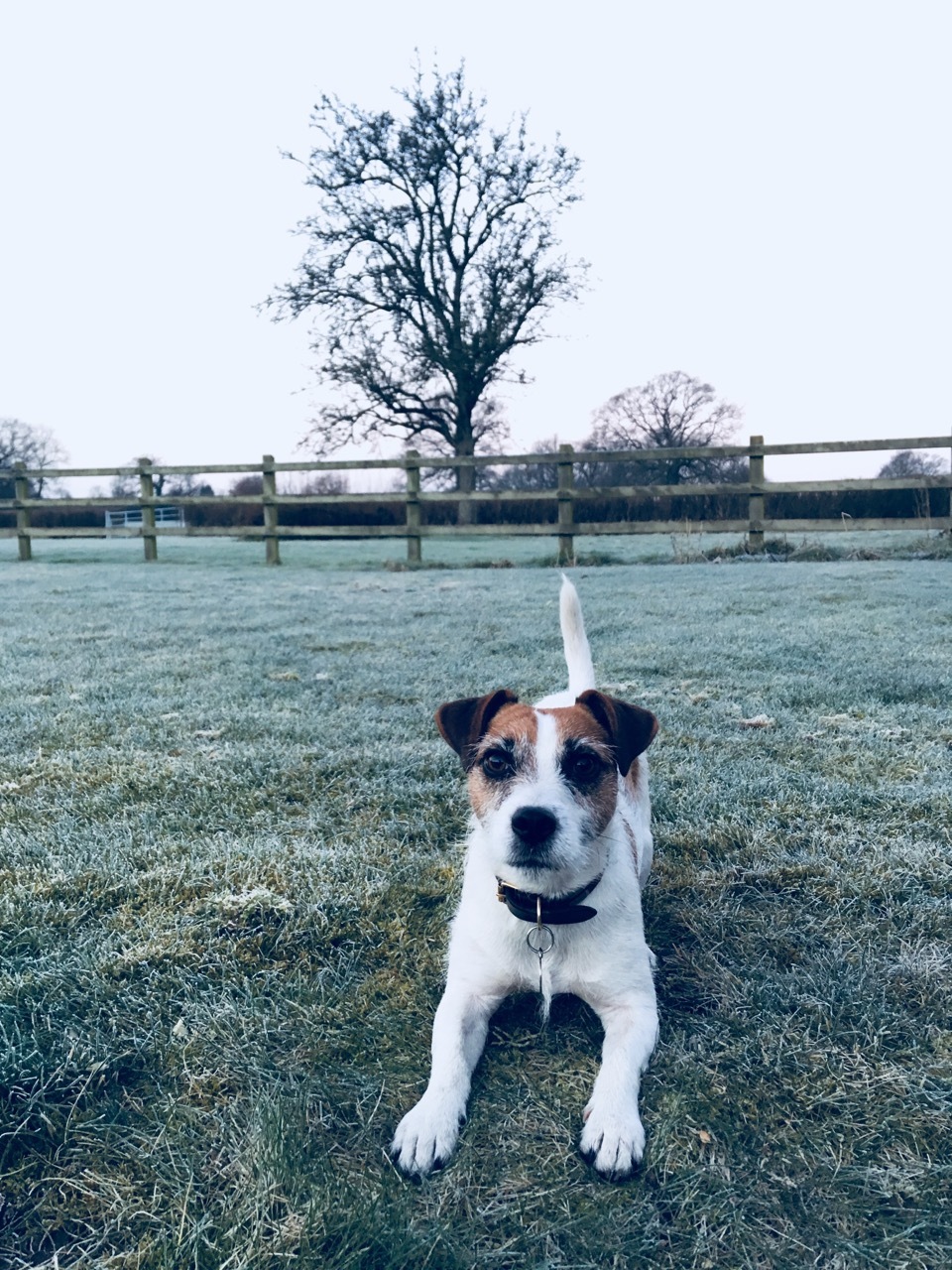 Dog friendly cottages at Stonehayes Farm in Devon