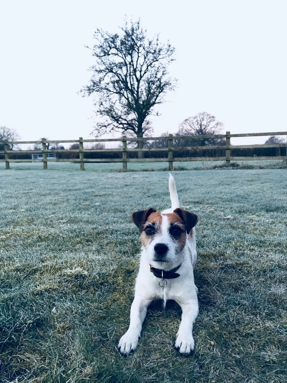 Dog friendly cottages at Stonehayes Farm in Devon