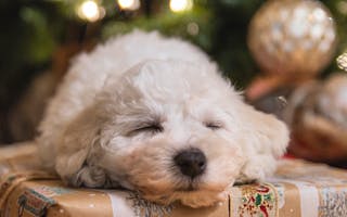 ' Christmas holidays on the Isle of Bute - Argyll and Bute - Scotland ' - Holiday Ideas