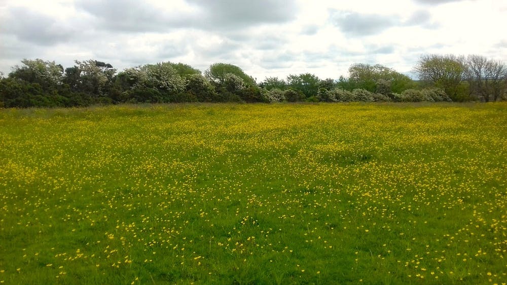 Field of yellow Buttercups