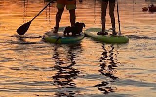 'Paddleboarding Safari to the River Exe Cafe' - Holiday Ideas