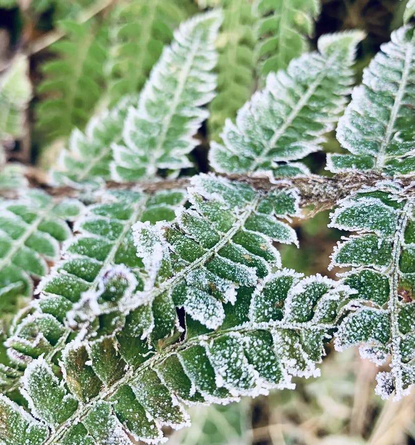 Wintery frost