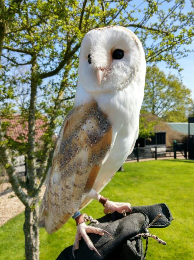 A barn owl at Yarak Birds of Prey