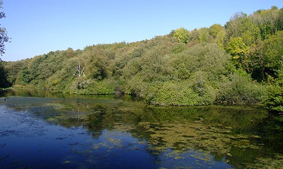 View across lake to woods