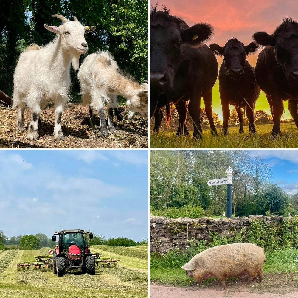 Cows & chickens are your local neighbours and only a stone's throw away