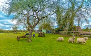 Orchard View - Utterly bucolic; sheep grow fat in the orchard