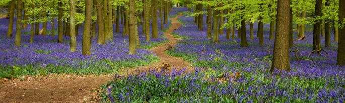 10 Beautiful Bluebell Woods in Devon