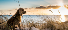'Dog Friendly Holidays' - Holiday Ideas