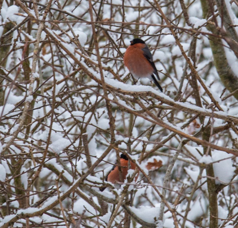Beautiful bullfinches in the snow