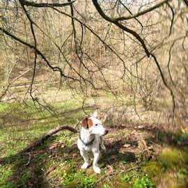 Hector at rest Hector at rest