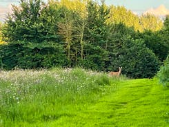 The Cottage Beyond: If you're quiet, if you're very, very quiet, you might spot roe deer feeding in the wildflower meadow