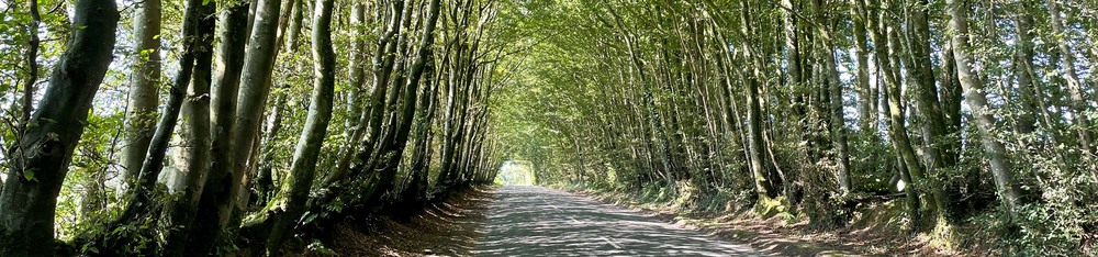 Beautiful tree lined roads leading up to the Monument